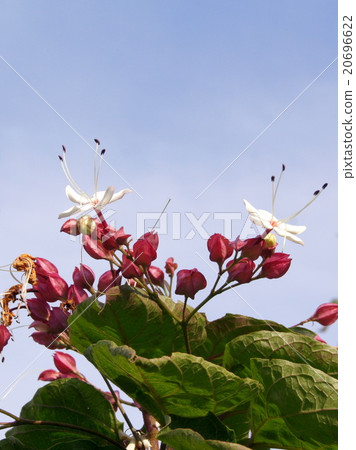 Flower of rabbit (smell) Flower of rabbit (smell) 20696622