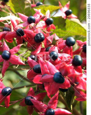 著色兔子（氣味） 20696838