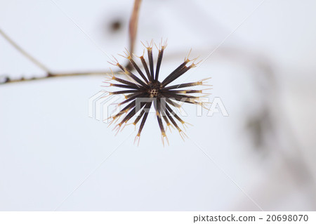 Seedan草種子在雪的冬天 20698070