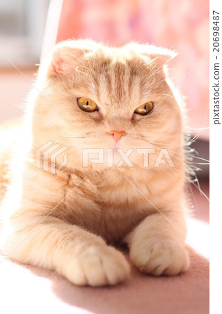 Cat's photo Cat's photo 20698487