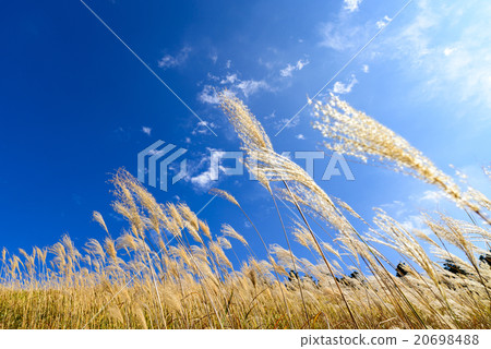 autumn sky autumn sky 20698488