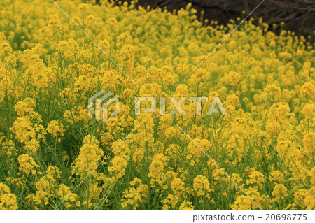 油菜田 20698775