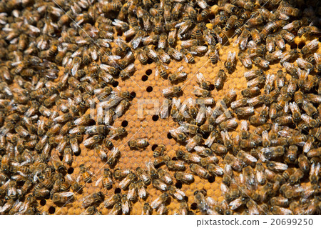 A bee 20699250