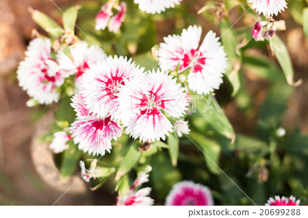 Beautiful white flower in garden Beautiful white flower in garden 20699288