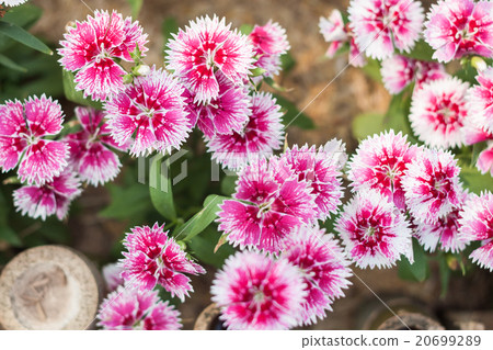 Beautiful pink flower in garden Beautiful pink flower in garden 20699289