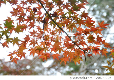 Autumn leaves 20699296