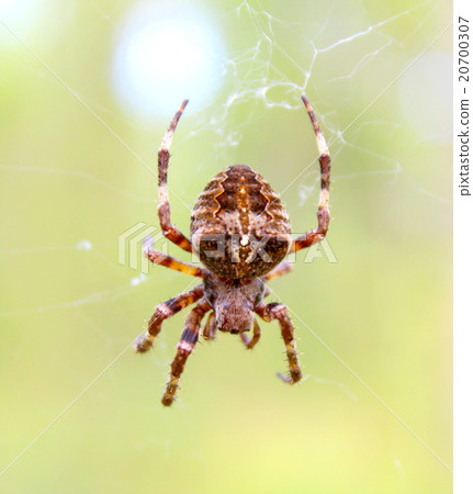 Spider Spider 20700307