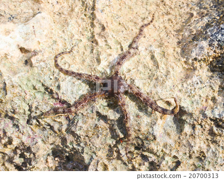 Starfish Starfish 20700313