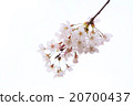 櫻桃樹 20700437