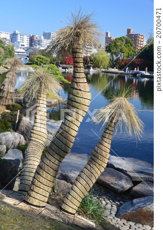 種植樹的冬天天氣以及秸稈圍欄（愛知縣名古屋市東川區德川川花園） 20700471