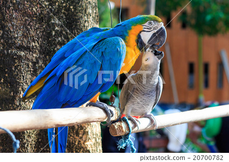 Blue and gray parrots are playing 20700782