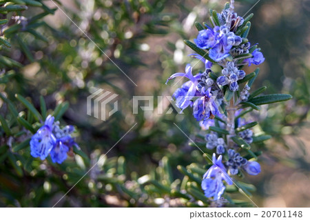 Rosemary (vertical) 20701148