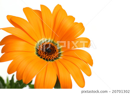Orange Dimorphoseca and white background # 4 20701302