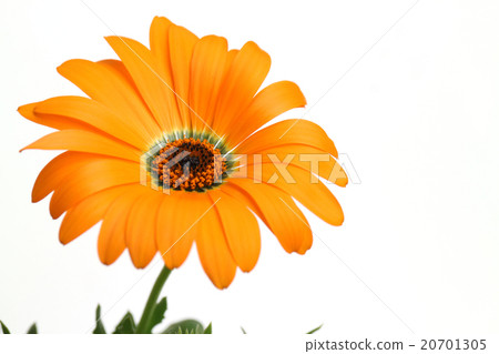橙色Dimorphoseca和白色背景 20701305