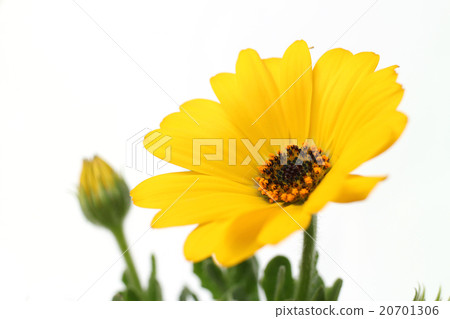黃色Dimorphoseca和白色背景 黃色Dimorphoseca和白色背景 20701306
