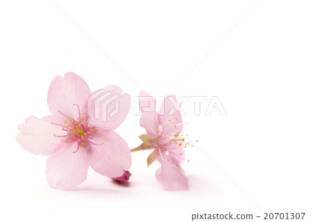 櫻花和復制空間 20701307