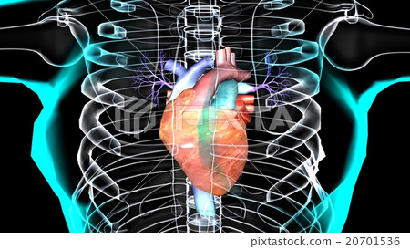 心臟模型M尺寸(3DCG) 心臟模型M尺寸(3DCG) 20701536