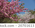 Cherry Blossoms	 20701613