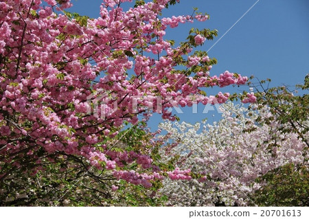 Cherry Blossoms Cherry Blossoms 20701613