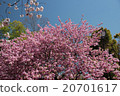Cherry Blossoms	 20701617