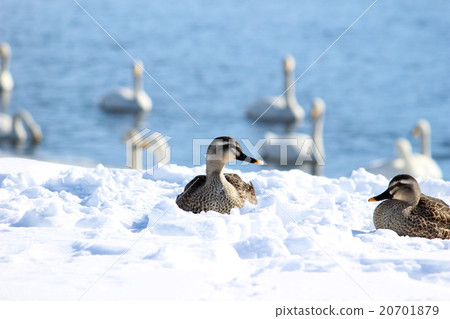 A duck sitting on the snow 20701879