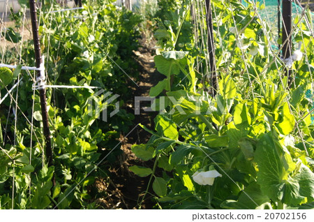豌豆種植豌豆田 20702156
