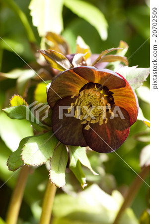 Christmas rose flowers 20702509