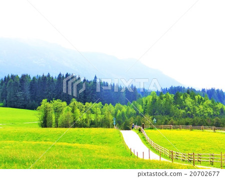 One road that continues to the fresh green forest One road that continues to the fresh green forest 20702677