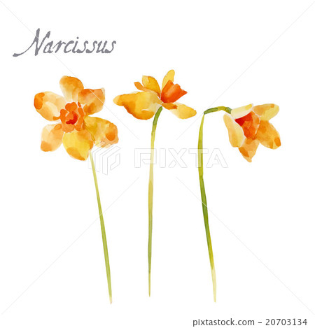 Watercolor illustration isolated on white 20703134