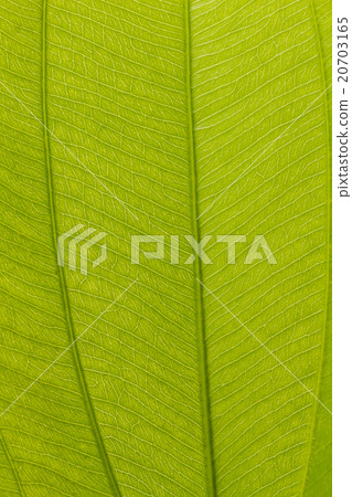 leaf leaf 20703165