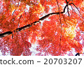 Dyeing autumn leaves 20703207