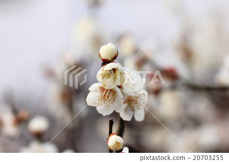 在早晨的陽光下出現的白色花朵(白梅) 在早晨的陽光下出現的白色花朵(白梅) 20703255