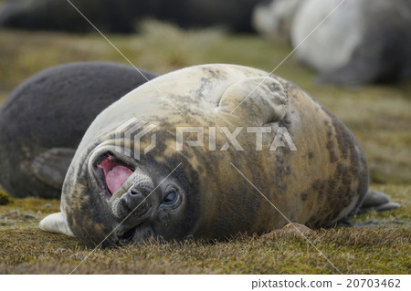 南像海豹 20703462