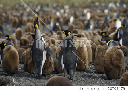 King penguin 20703479