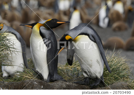 King penguin 20703490