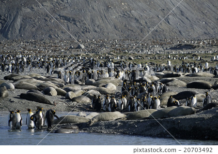 King penguin 20703492