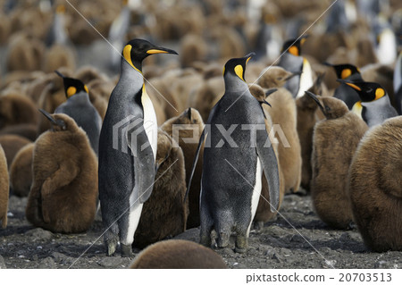 King penguin 20703513