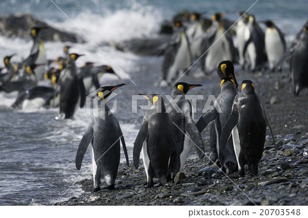 King penguin 20703548