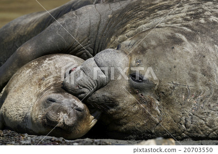 南像海豹 20703550