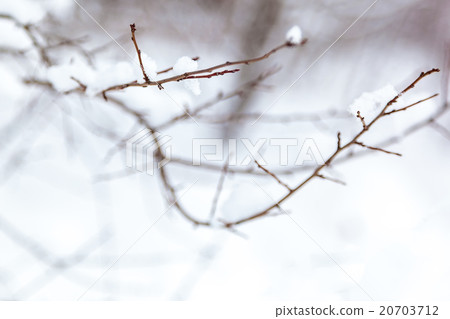 Snow covered trees in the winter forest 20703712