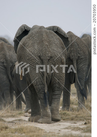 非洲大象 20703950