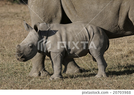 White rhino 20703988