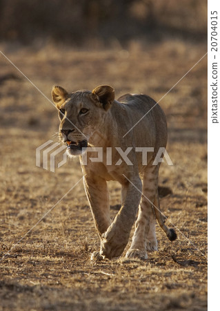 lion lion 20704015