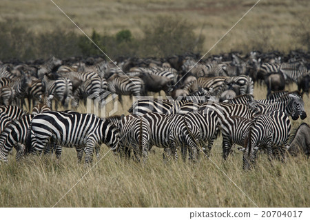 Grant Zebra 20704017