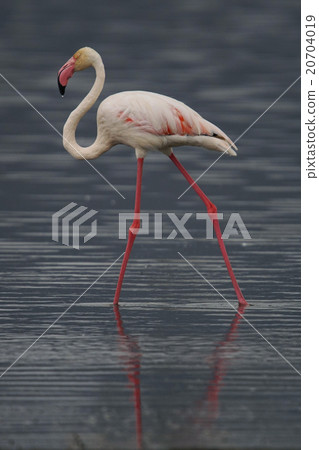 Ooh Flamingo Ooh Flamingo 20704019