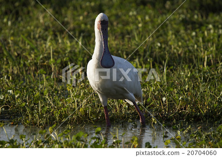 非洲spoonbush 20704060