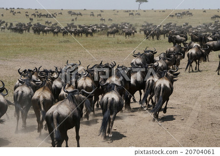 藍角馬 藍角馬 20704061