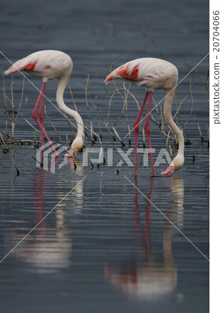 Ooh Flamingo Ooh Flamingo 20704066