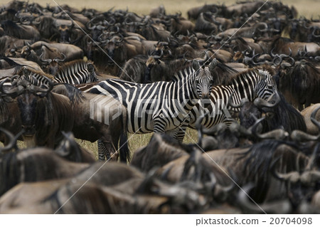Ogronoe和Grant Zebra 20704098