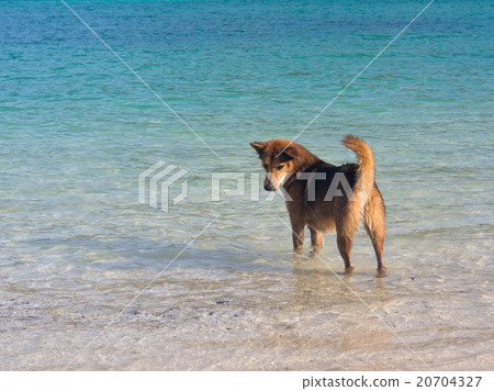 A dog is standing in the sea A dog is standing in the sea 20704327